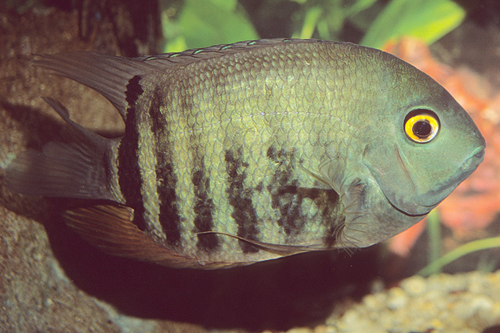 picture of Green Severum Cichlid Shw                                                                            Heros severus