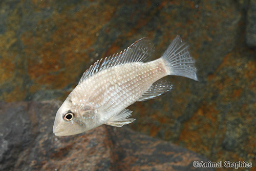picture of Inca Stonefish Cichlid Med                                                                           Tahuantinsuyoa macantzatza