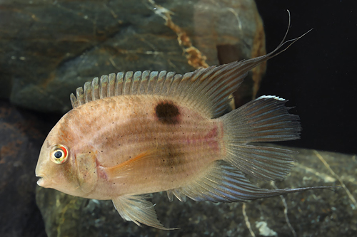picture of Keyhole Cichlid Lrg                                                                                  Cleithracara maronii