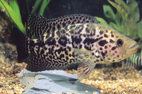 picture of Jaguar Managuense Cichlid Lrg                                                                        Parachromis managuensis