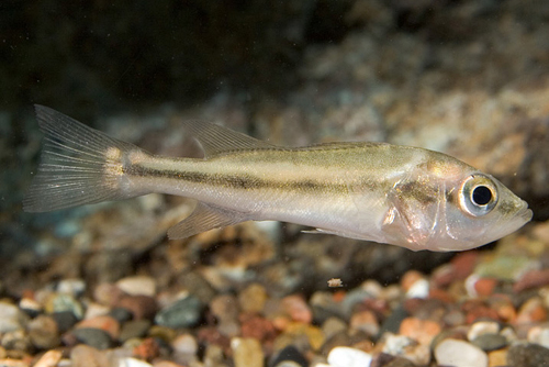 picture of Peacock Bass Cichlid Reg                                                                             Cichla ocellaris