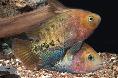picture of Red Head Synspilum Cichlid Lrg                                                                       Vieja synspilum