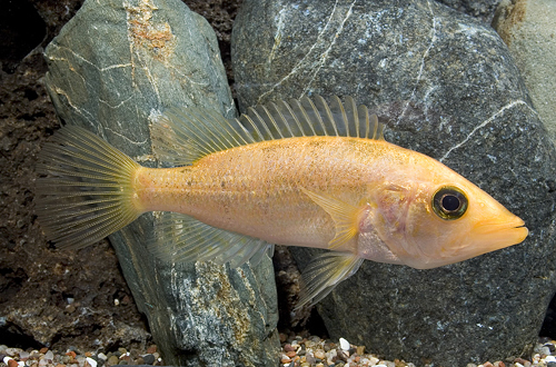 picture of Red Snook Cichlid Med                                                                                Petenia splendida