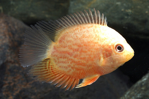 picture of Red Spot Gold Severum Cichlid Lrg                                                                    Heros severus