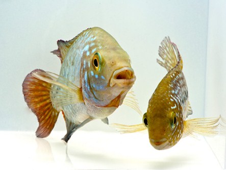 picture of Red Texas Cichlid Med                                                                                Herichthys cyanoguttatum 'Red'