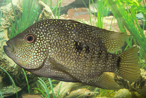 picture of Texas Cichlid Xlg                                                                                    Hericthys cyanaguttatus