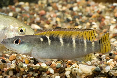 picture of Green Yellow Tail Dwarf Pike Cichlid Reg                                                             Crenicichla compressiceps