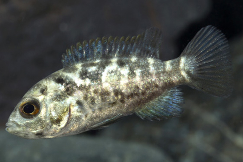 picture of Cuban Cichlid Sml                                                                                    Nandopsis tetracanthus