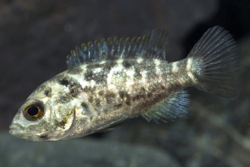 picture of Cuban Cichlid M/S                                                                                    Nandopsis tetracanthus
