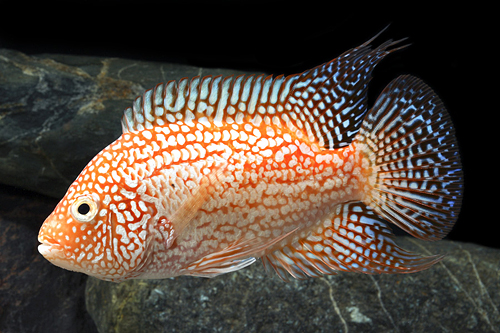 picture of Full Color Red Texas Cichlid Med                                                                     Herichthys cyanoguttatum 'Red'