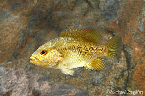 picture of Barton's Tuxedo Cichlid Med                                                                          Herichthys bartoni 