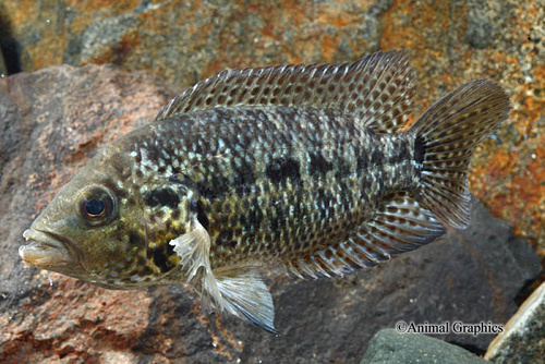 picture of Loisellei Cichlid Reg                                                                                Parachromis loisellei