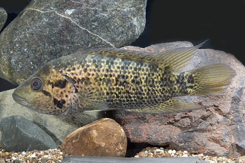 picture of Motaguense Cichlid Reg                                                                               Parachromis motaguensis 