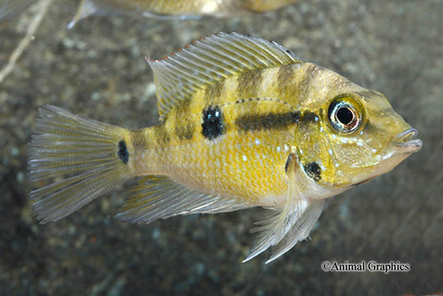 picture of Thorichtys Pasionis Cichlid Med                                                                      Thorichthys pasiones