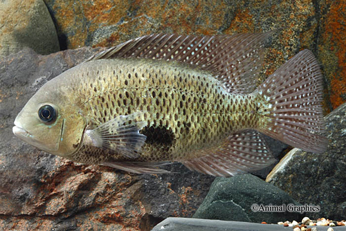 picture of Herichthys Pearsei Cichlid Lrg                                                                       Herichthys pearsei