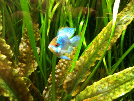 picture of Balloon Electric Blue Ram Cichlid Reg                                                                Microgeophagus ramirezi 'Balloon Electric Blue'