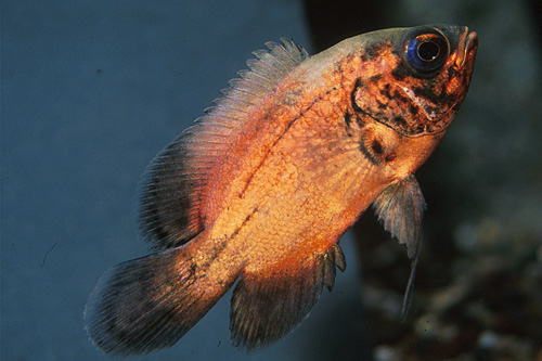 picture of Red Oscar M/S                                                                                        Astronotus ocellatus