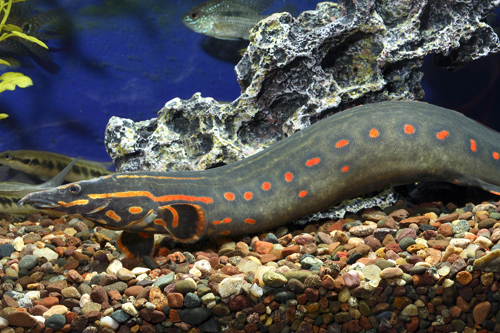 picture of Fire Eel Shw                                                                                         Mastacembelus erythrotaenia