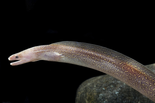 picture of Snowflake Freshwater Moray Eel Reg                                                                   Gymnothorax sp.