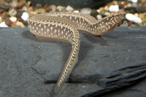 picture of Mastacembelus Eel Med                                                                                Afromastacembelus sp.