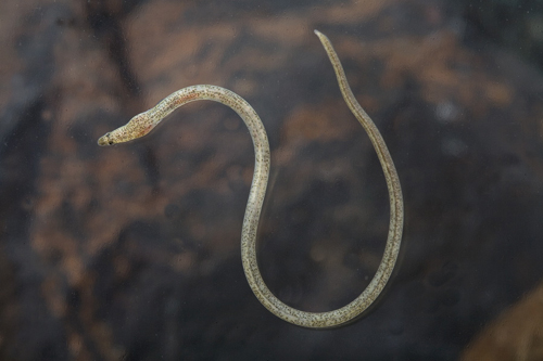 picture of Glass Eel Reg                                                                                        Pisodonophis sp.