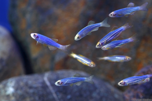 picture of GloFish® Cosmic Blue® Danio Reg                                                                      Brachydanio rerio