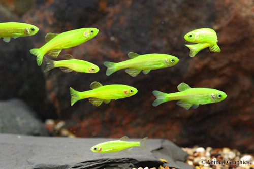 picture of GloFish® Electric Green® Danio Reg                                                                   Brachydanio rerio