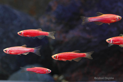 picture of GloFish® Starfire Red® Danio Reg                                                                     Brachydanio rerio
