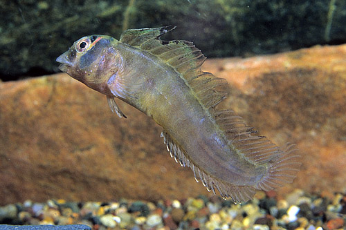 picture of Freshwater Blenny Reg                                                                                Ophioblennius sp.