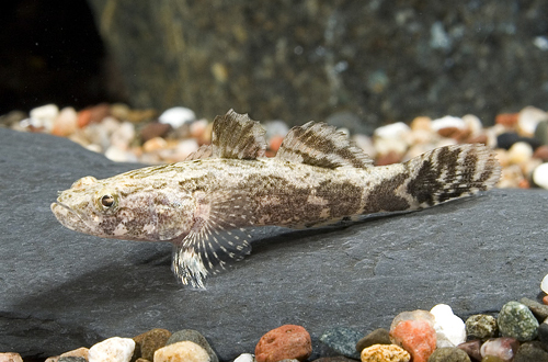 picture of Marble Goby Sml                                                                                      Oxyeleotris marmoratus