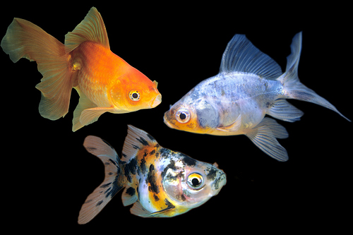 picture of Assorted Fantail Goldfish Med                                                                        Carassius auratus