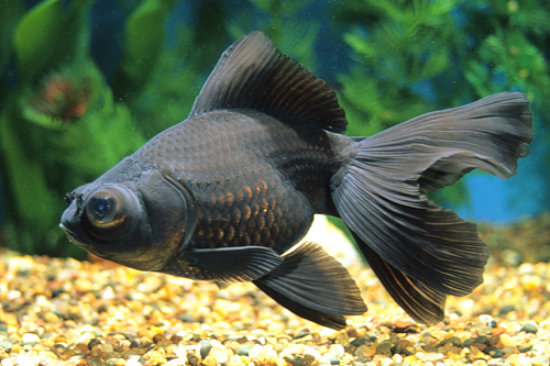 picture of Black Moor Goldfish Sml                                                                              Carassius auratus