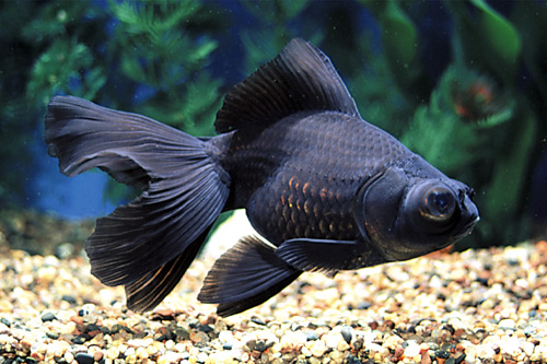 picture of Black Moor Goldfish M/S                                                                              Carassius auratus