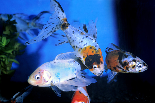 picture of Calico Shubunkin Goldfish Med                                                                        Carassius auratus