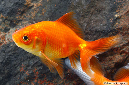 picture of Red Fantail Goldfish Sml                                                                             Carassius auratus
