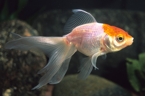picture of Red & White Fantail Goldfish Med                                                                     Carassius auratus