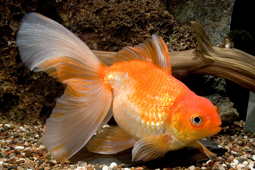 picture of Ryukin Fantail Goldfish Tank Raised Lrg                                                              Carassius auratus