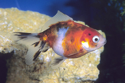 picture of Calico Fantail Goldfish Tank Raised M/S                                                              Carassius auratus