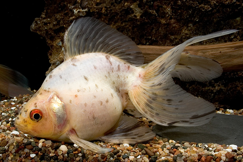 picture of Calico Fantail Goldfish Tank Raised Xlg                                                              Carassius auratus