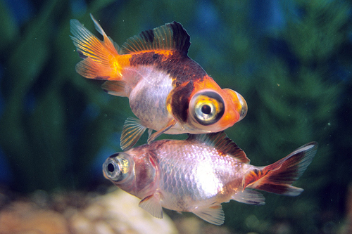 picture of Assorted Butterfly Telescope Goldfish Sml                                                            Carassius auratus