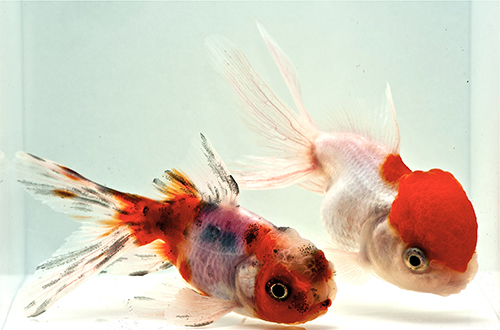 picture of Assorted Oranda Goldfish Sml                                                                         Carassius auratus