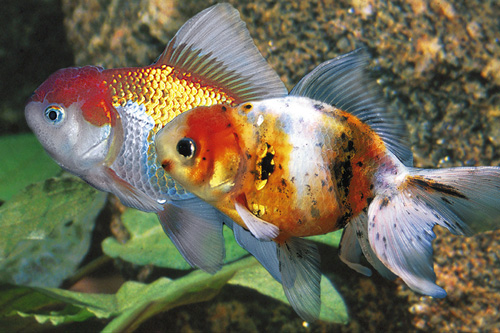 picture of Assorted Oranda Goldfish Lrg                                                                         Carassius auratus