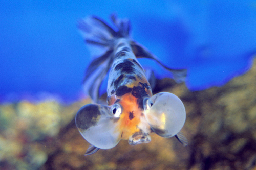 picture of Calico Bubble Eye Goldfish M/S                                                                       Carassius auratus