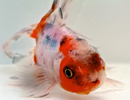 picture of Calico Oranda Goldfish Reg                                                                           Carassius auratus