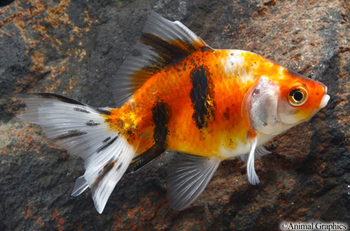 picture of Calico Ryukin Goldfish Reg                                                                           Carassius auratus