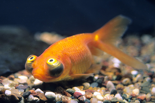 picture of Celestial Eye Goldfish Lrg                                                                           Carassius auratus