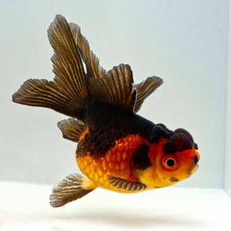 picture of Red & Black Oranda Goldfish Reg                                                                      Carassius auratus