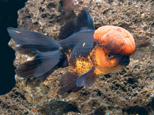 picture of Red & Black Oranda Goldfish Lrg                                                                      Carassius auratus
