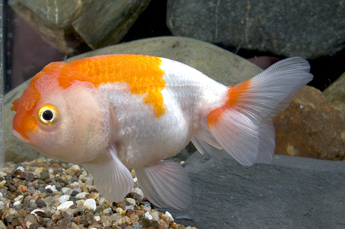 picture of Red & White Lionhead Goldfish Reg                                                                    Carassius auratus