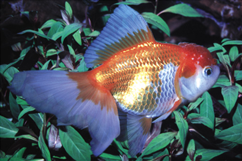 picture of Red & White Oranda Goldfish Reg                                                                      Carassius auratus